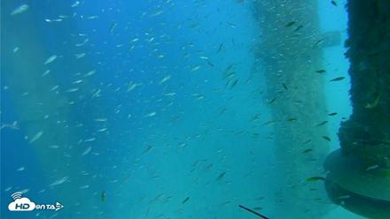 Scripps Pier Underwater Live Webcam - Aug 7, 2026, 4:58pm PDT