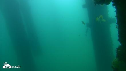 Scripps Pier Underwater Live Webcam - Sep 18, 2026, 10:51am PDT