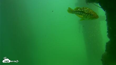 Scripps Pier Underwater Live Webcam - Sep 18, 2026, 2:47pm PDT