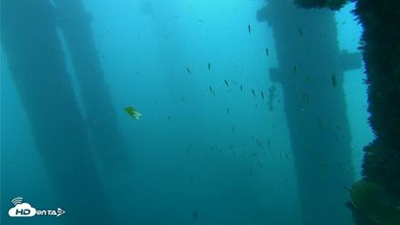 Scripps Pier Underwater Live Webcam - Oct 1, 2026, 9:01am PDT
