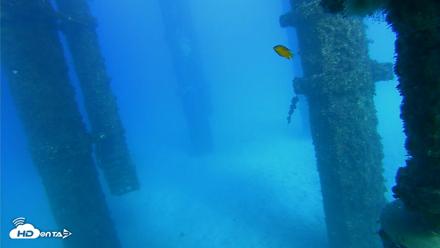 Scripps Pier Underwater Live Webcam - Oct 19, 2026, 4:10pm PDT