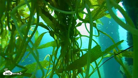 Scripps Pier Underwater Live Webcam - Oct 6, 2026, 7:59am PDT