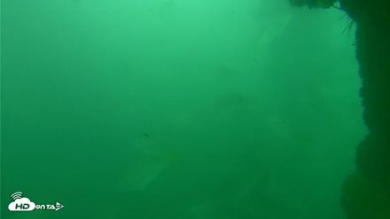 Scripps Pier Underwater Live Webcam - Oct 11, 2026, 11:07am PDT
