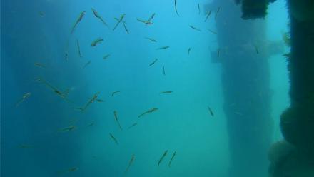 Scripps Pier Underwater Live Webcam - Mar 28, 2026, 1:01pm PDT