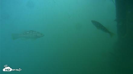 Scripps Pier Underwater Live Webcam - Jul 27, 2026, 8:20am PDT