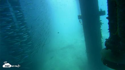 Scripps Pier Underwater Live Webcam - Jul 30, 2026, 10:22am PDT