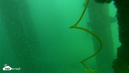 Scripps Pier Underwater Live Webcam - Oct 1, 2026, 3:50pm PDT