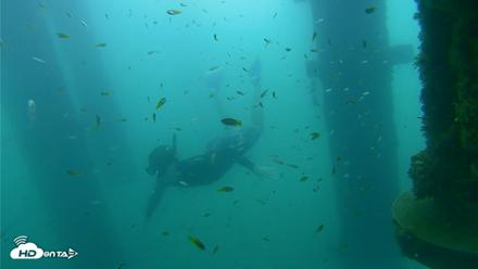 Scripps Pier Underwater Live Webcam - Aug 29, 2026, 8:40am PDT