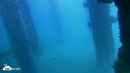 Scripps Pier Underwater Live Webcam - Oct 7, 2026, 2:04pm PDT