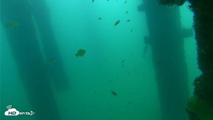 Scripps Pier Underwater Live Webcam - Sep 21, 2026, 8:56am PDT