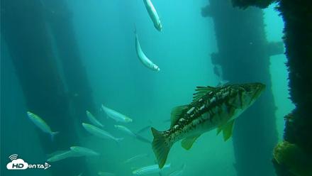 Scripps Pier Underwater Live Webcam - Sep 24, 2026, 12:07pm PDT
