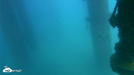 Scripps Pier Underwater Live Webcam - Aug 27, 2026, 3:21pm PDT