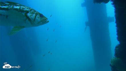 Scripps Pier Underwater Live Webcam - Sep 19, 2026, 11:57am PDT