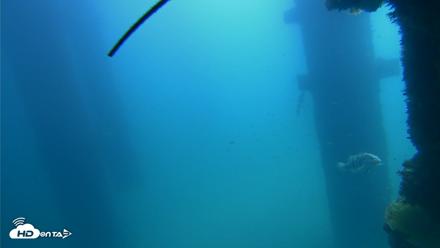 Scripps Pier Underwater Live Webcam - Sep 21, 2026, 11:54am PDT