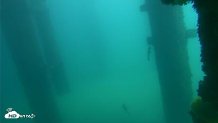 Scripps Pier Underwater Live Webcam - Oct 12, 2026, 12:46pm PDT