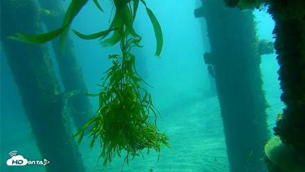 Scripps Pier Underwater Live Webcam - Oct 17, 2026, 11:33am PDT