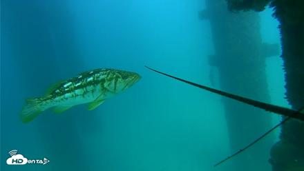 Scripps Pier Underwater Live Webcam - Sep 17, 2026, 3:31pm PDT