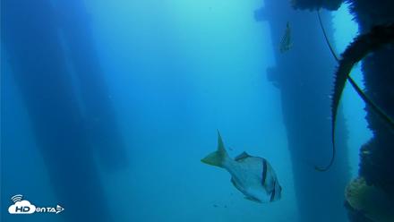 Scripps Pier Underwater Live Webcam - Sep 21, 2026, 11:20am PDT