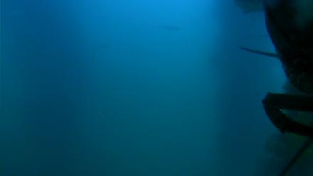 Scripps Pier Underwater Live Webcam - Jul 12, 2025, 7:58pm PDT