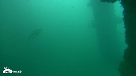 Scripps Pier Underwater Live Webcam - Oct 11, 2026, 11:52am PDT