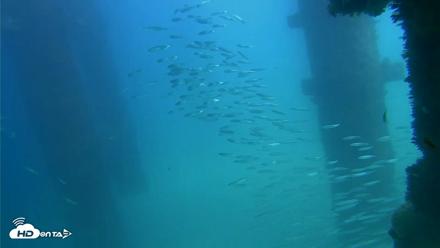 Scripps Pier Underwater Live Webcam - Sep 18, 2026, 2:12pm PDT