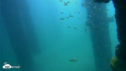 Scripps Pier Underwater Live Webcam - Sep 25, 2026, 11:25am PDT