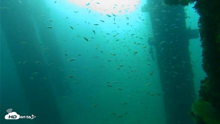 Scripps Pier Underwater Live Webcam - Oct 6, 2026, 8:12am PDT