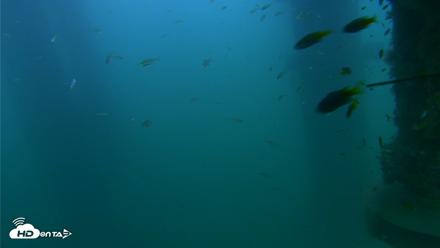 Scripps Pier Underwater Live Webcam - Aug 16, 2026, 7:22pm PDT
