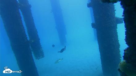 Scripps Pier Underwater Live Webcam - Oct 7, 2026, 12:45pm PDT