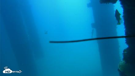 Scripps Pier Underwater Live Webcam - Sep 19, 2026, 11:51am PDT