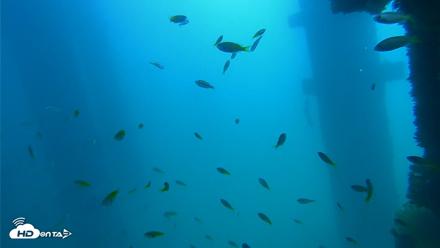 Scripps Pier Underwater Live Webcam - Sep 15, 2026, 12:01pm PDT