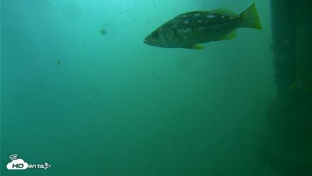 Scripps Pier Underwater Live Webcam - Jul 27, 2026, 9:35am PDT