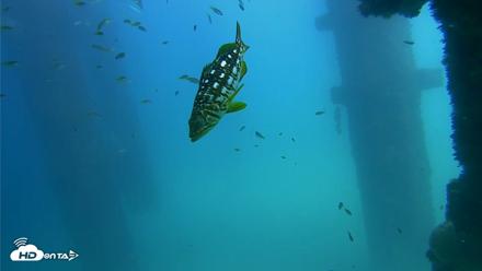 Scripps Pier Underwater Live Webcam - Sep 18, 2026, 2:15pm PDT