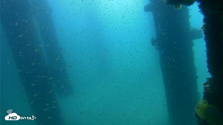 Scripps Pier Underwater Live Webcam - Sep 25, 2026, 10:40am PDT