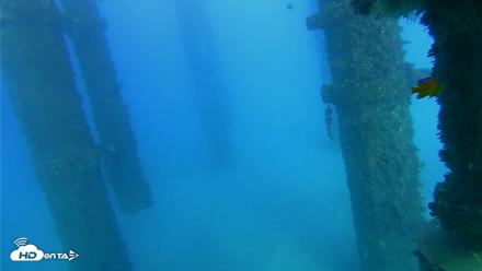 Scripps Pier Underwater Live Webcam - Oct 19, 2026, 5:10pm PDT