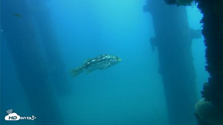 Scripps Pier Underwater Live Webcam - Oct 15, 2026, 12:23pm PDT