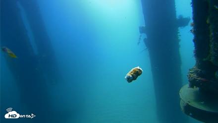 Scripps Pier Underwater Live Webcam - Aug 6, 2026, 10:01am PDT