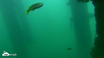 Scripps Pier Underwater Live Webcam - Oct 10, 2026, 2:46pm PDT