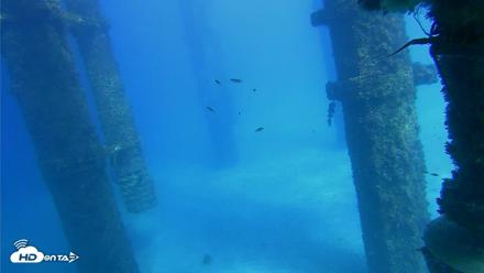 Scripps Pier Underwater Live Webcam - Oct 16, 2026, 3:16pm PDT