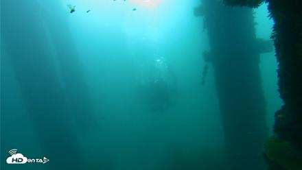 Scripps Pier Underwater Live Webcam - Oct 2, 2026, 9:05am PDT