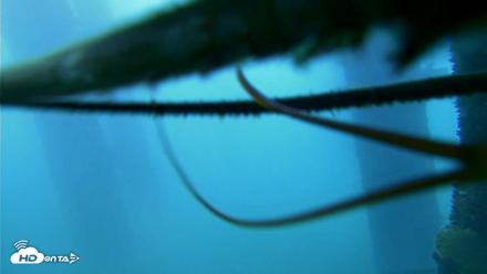 Scripps Pier Underwater Live Webcam - Sep 16, 2026, 7:29am PDT