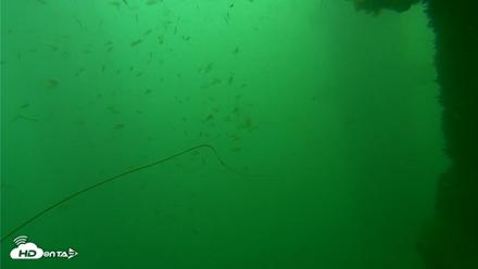 Scripps Pier Underwater Live Webcam - Sep 24, 2026, 9:50am PDT