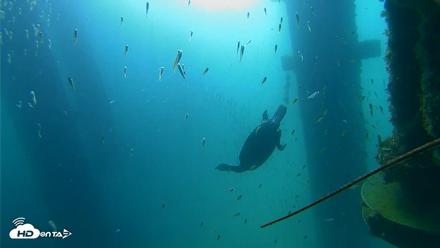Scripps Pier Underwater Live Webcam - Aug 30, 2026, 8:56am PDT