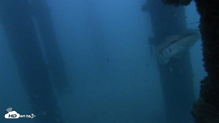Scripps Pier Underwater Live Webcam - Sep 26, 2026, 6:51pm PDT