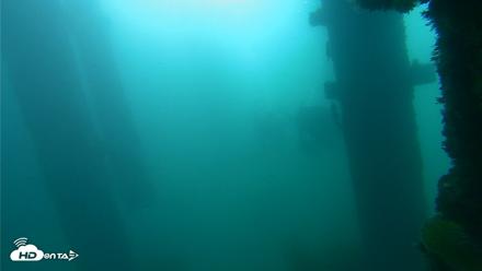 Scripps Pier Underwater Live Webcam - Oct 2, 2026, 9:05am PDT