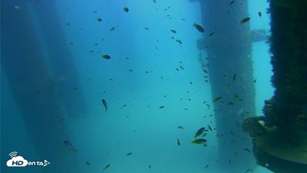 Scripps Pier Underwater Live Webcam - Aug 24, 2026, 1:44pm PDT