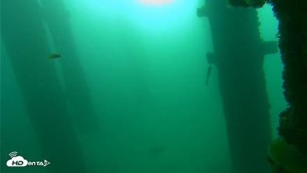 Scripps Pier Underwater Live Webcam - Oct 9, 2026, 8:23am PDT