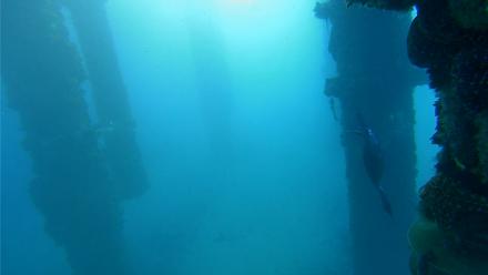 Scripps Pier Underwater Live Webcam - Feb 9, 2026, 7:26am PST