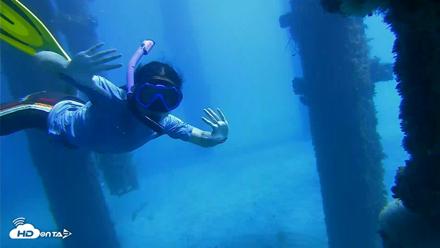 Scripps Pier Underwater Live Webcam - Oct 19, 2026, 12:37pm PDT