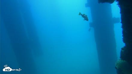 Scripps Pier Underwater Live Webcam - Sep 19, 2026, 11:51am PDT